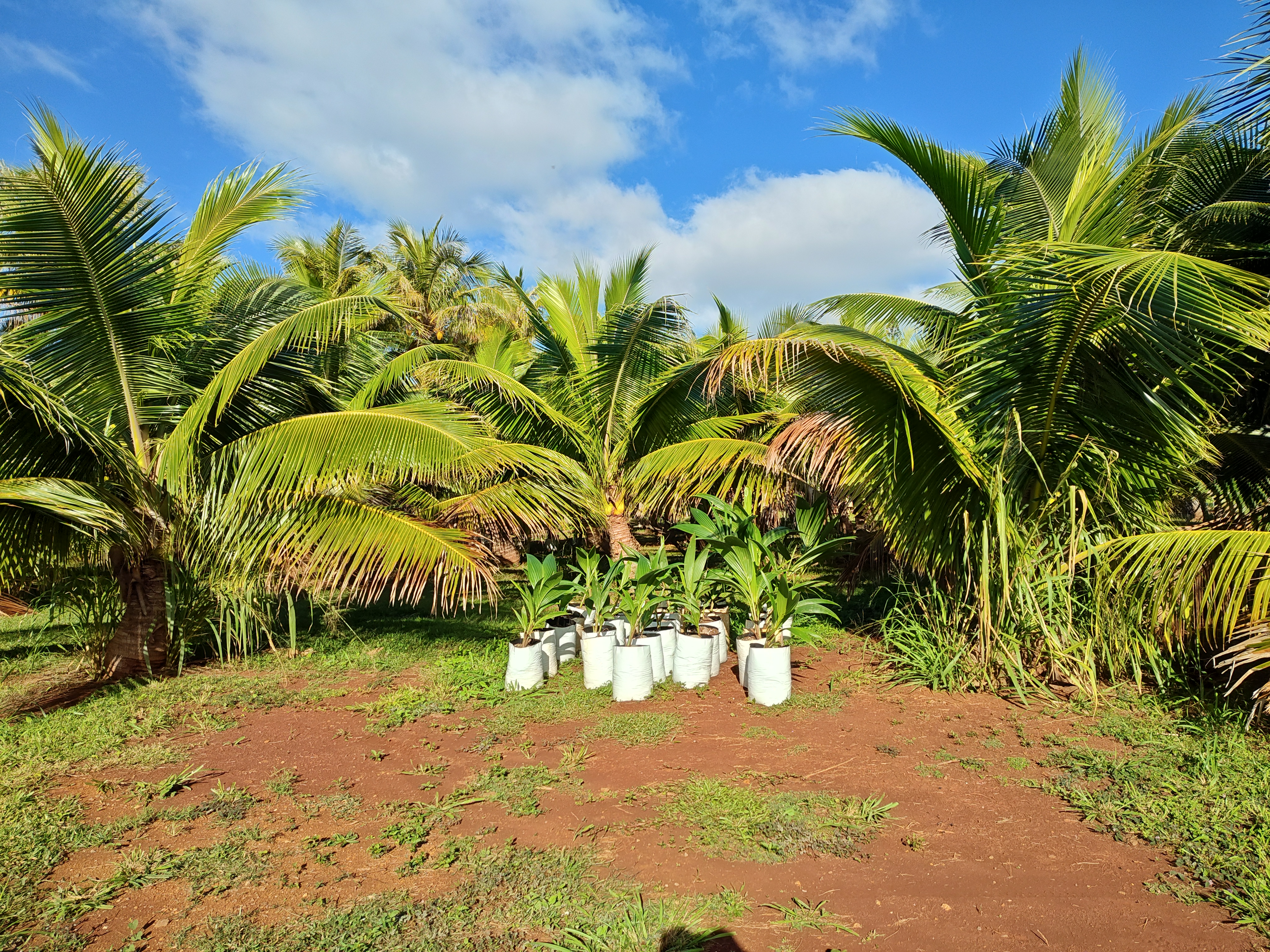 Coconut Saplings