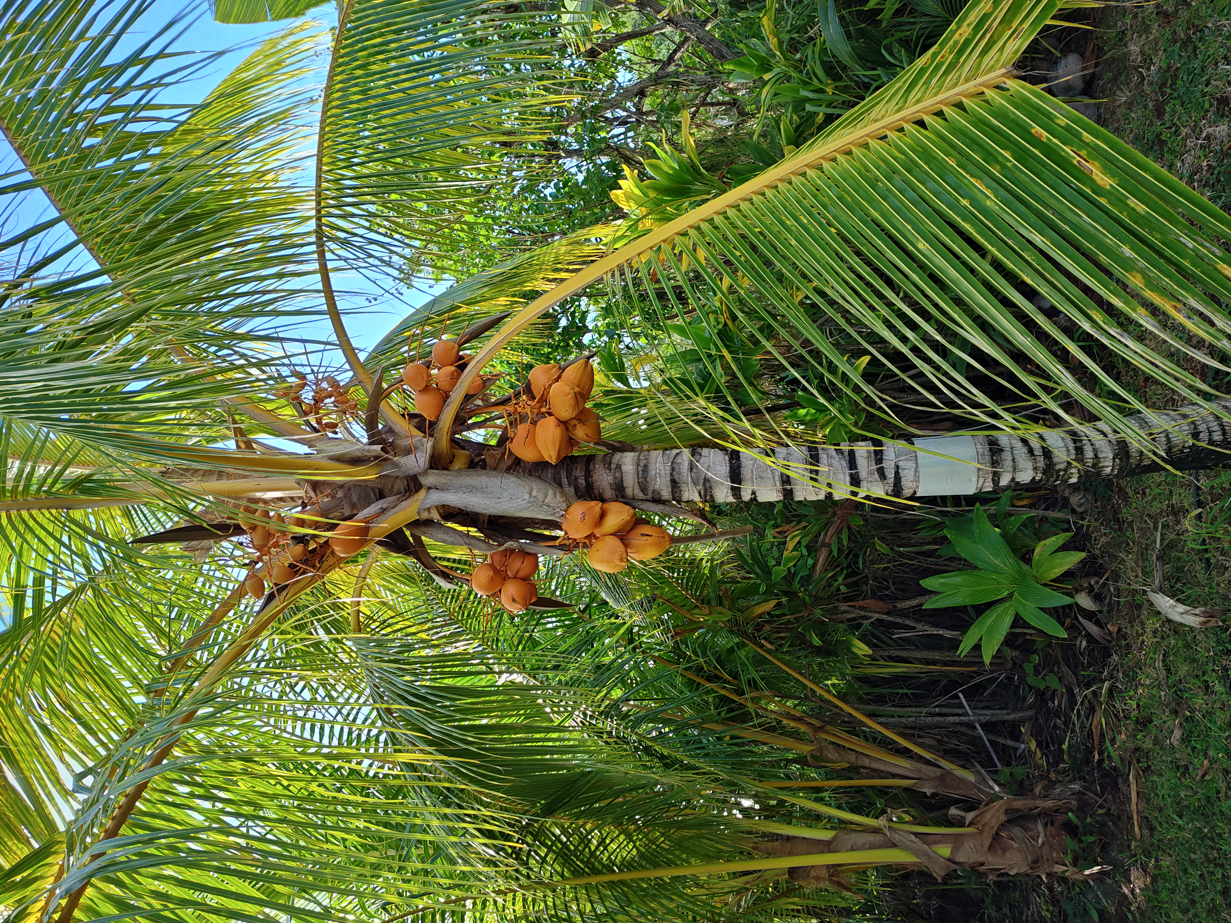Chowghat Coconut Tree