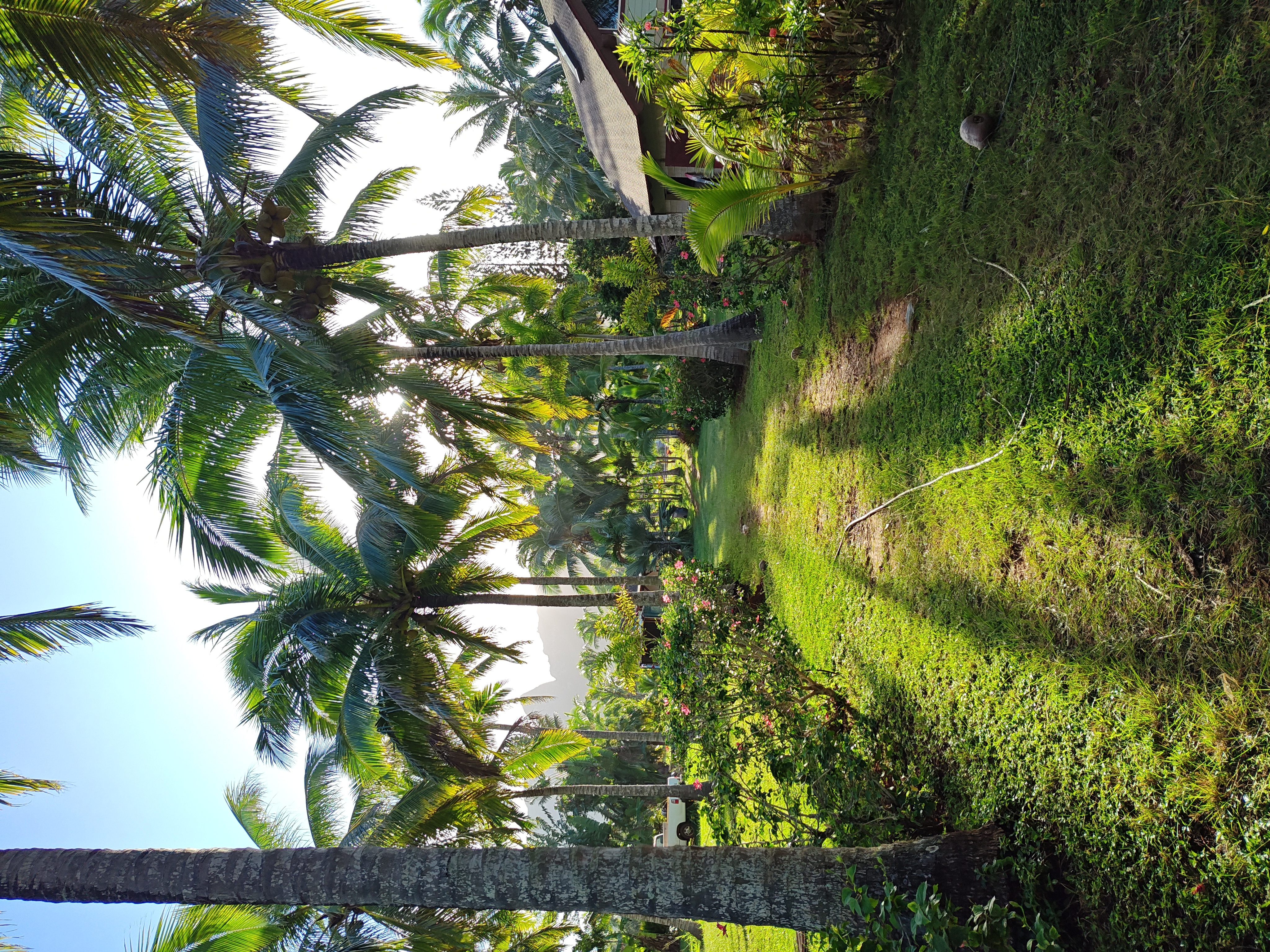 Hawaiian Coconut Trees
